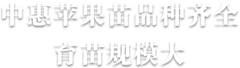 煙臺(tái)中惠脫毒矮化蘋(píng)果苗品種齊全育苗規(guī)模大