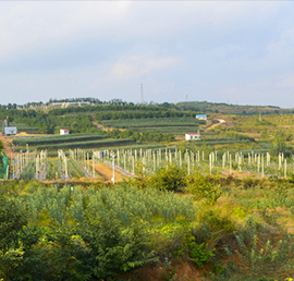 蘋(píng)果苗木建園