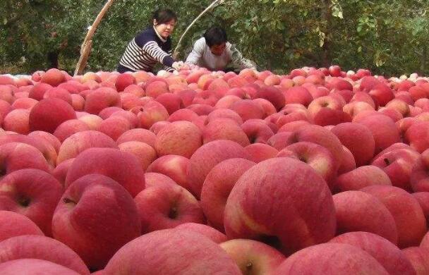晚熟紅富士即將上市，大賣還是無(wú)人問(wèn)津？
