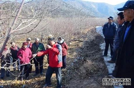 蘋果樹修剪的10大誤區(qū)，要注意改正！