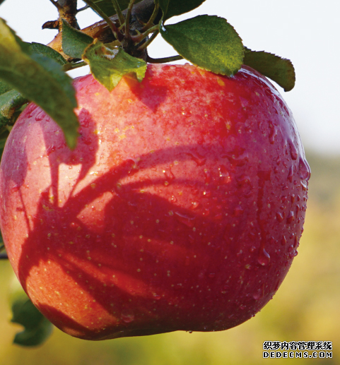 有機蘋果生產(chǎn)區(qū)域選擇（參考）