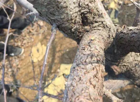 【修剪】蘋果樹冬剪完，還要防這個(gè)“頑疾”！